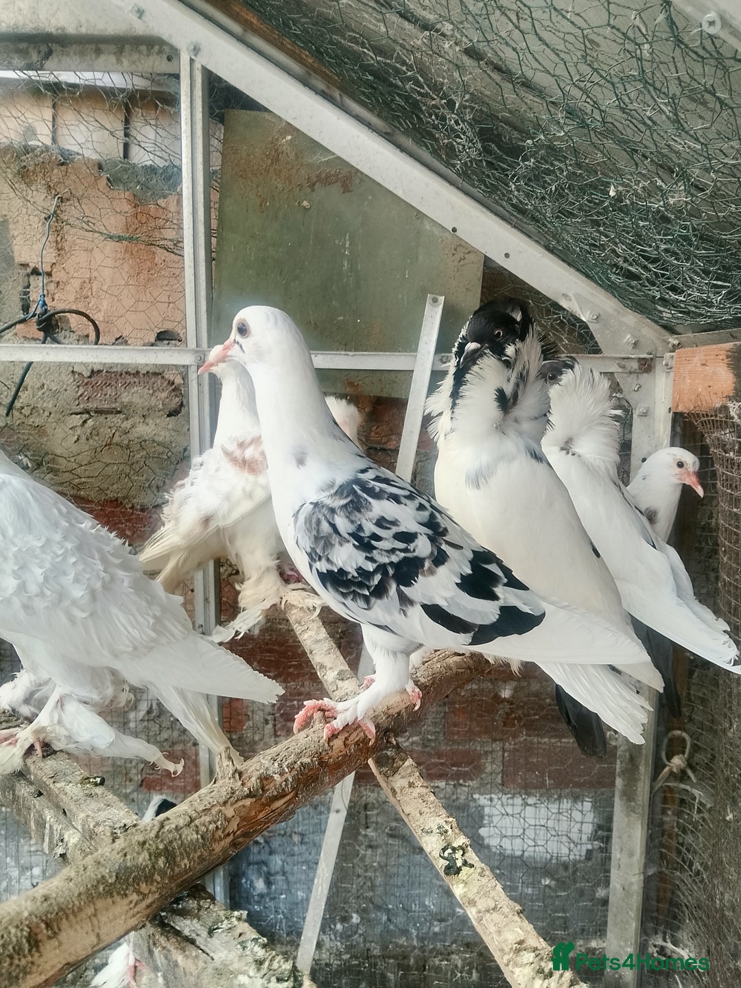 Pigeons birds for sale: Pigeon for sale - Image 3