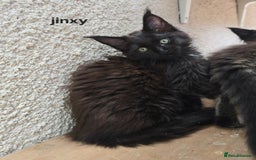 Maine Coon cats for sale: Blue girl "mignight" - Maine Coon Kittens Polydactyl Russian line - Image 20