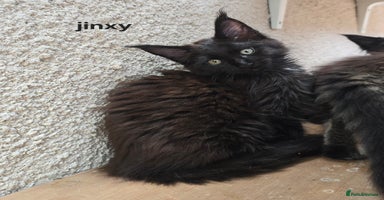 Maine Coon cats - Advert 7
