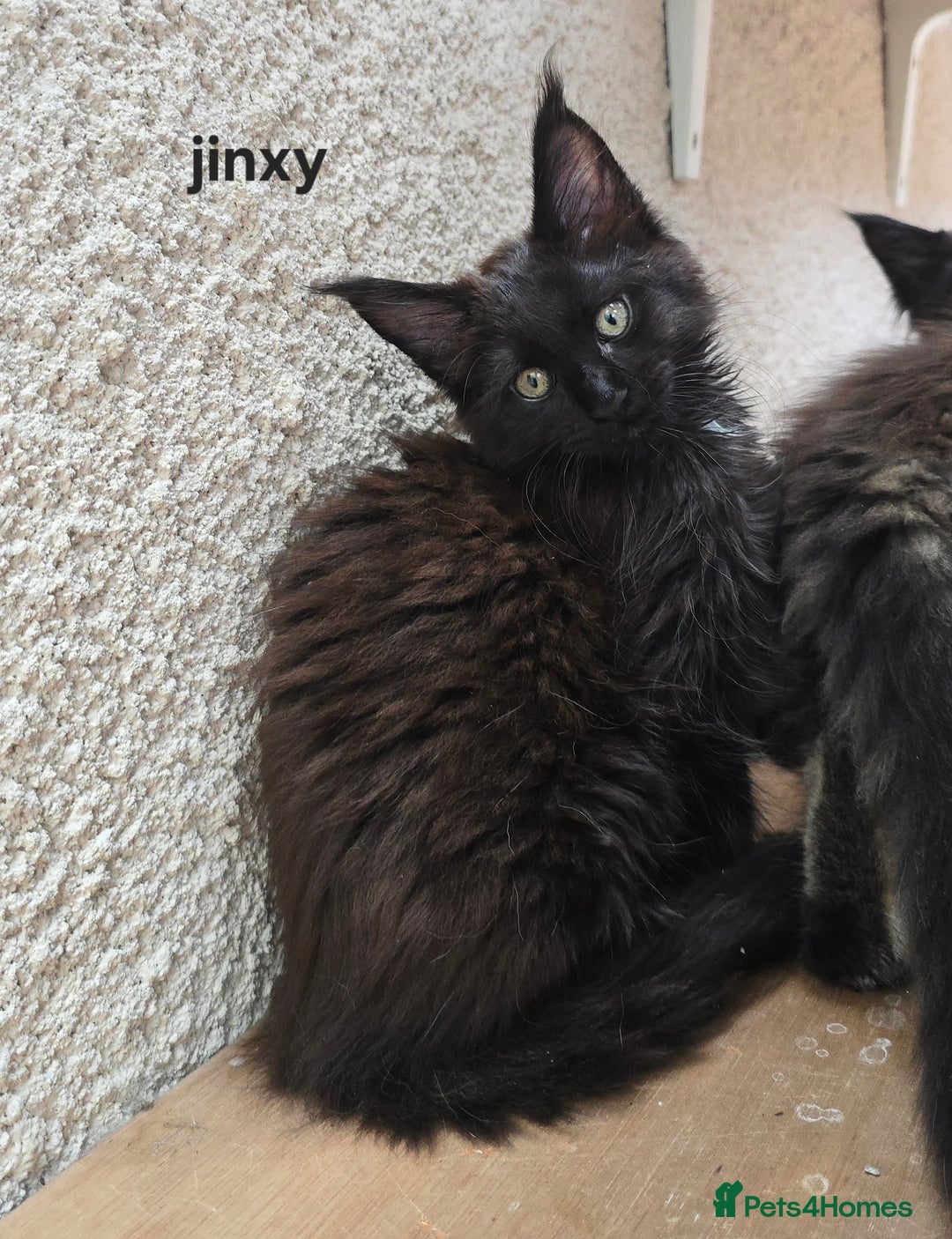 Maine Coon cats for sale: Blue girl "mignight" - Maine Coon Kittens Polydactyl Russian line - Image 20