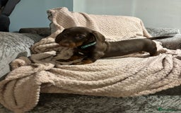 Dachshund dogs for sale: Beautiful standard dachshund litter   - Image 3