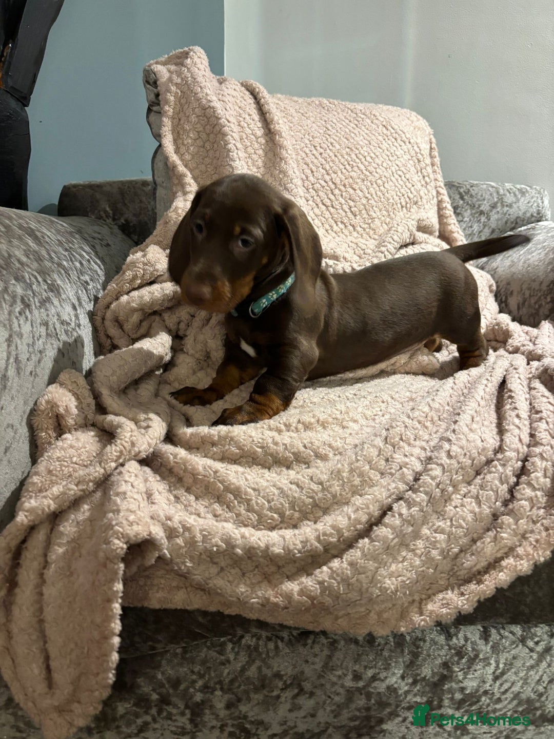 Dachshund dogs for sale: Beautiful standard dachshund litter   - Image 3