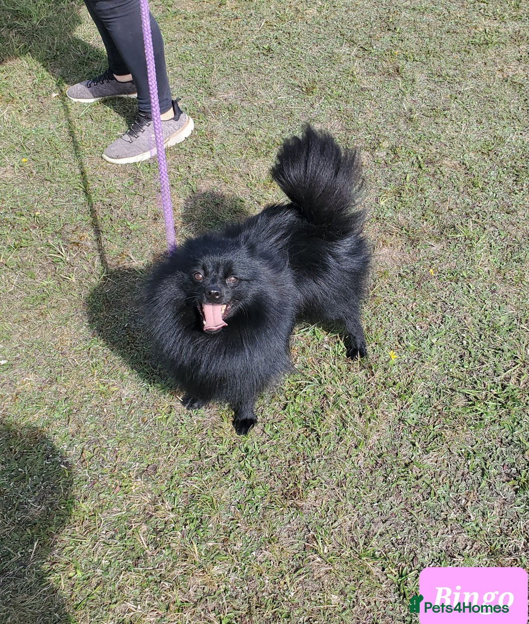 German Spitz dogs for sale: Bluey & Bingo looking for Loving Homes.  - Advert 26
