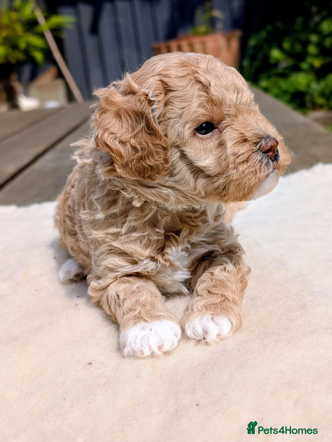 Maltipoo dogs for sale: F1B Maltipoo Puppies - Red & White, Home Raised - Advert 2