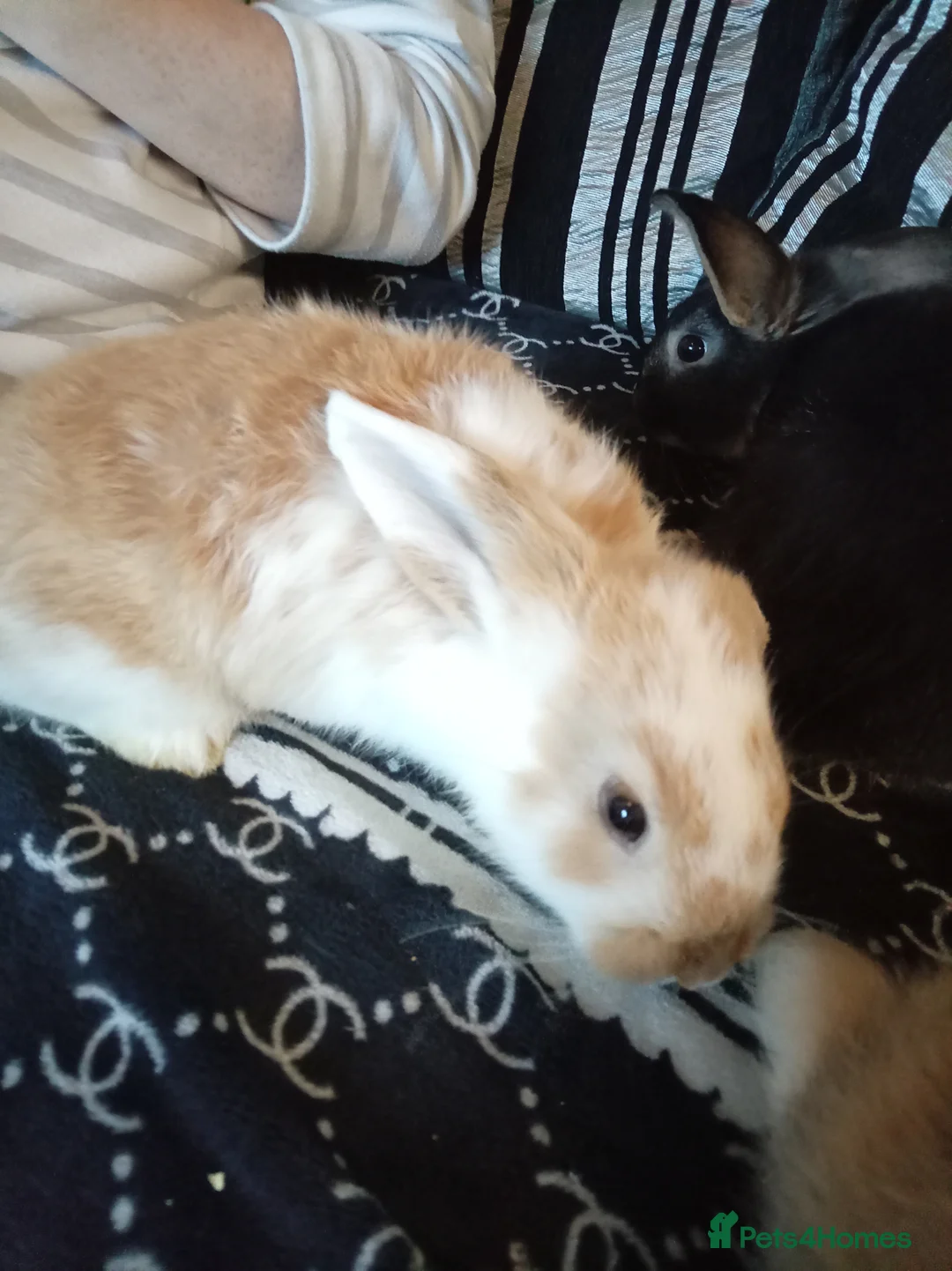 Mixed Breed rabbits for sale: 4 baby rabbits - Advert 9