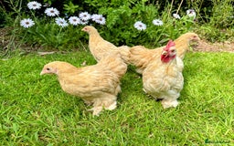 Chickens poultry for sale: Bantams and Pekins for sale - Image 10
