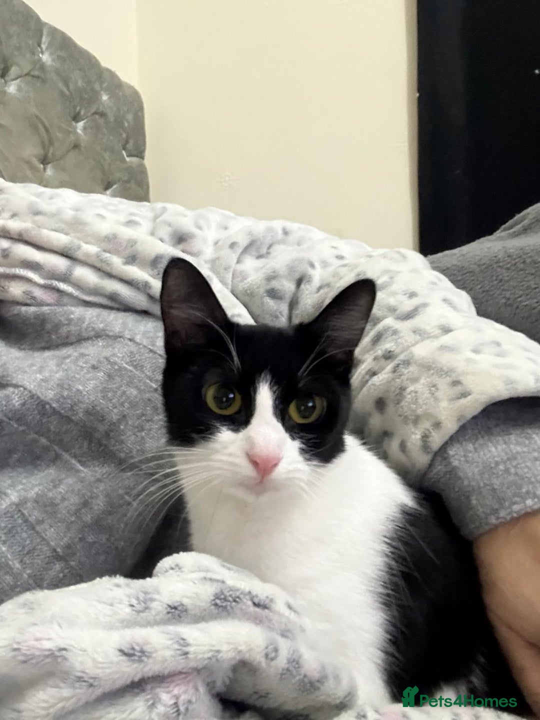 Mixed Breed cats for sale: Mushu and po - Free  - Advert 1