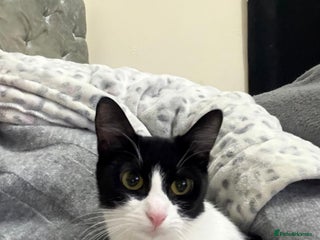 Mixed Breed cats Mushu and po - Free - Advert 1