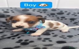 Jack Russell dogs for sale: Jack RussellxMini Dachshund ready to leave NOW 🏠 - Image 12