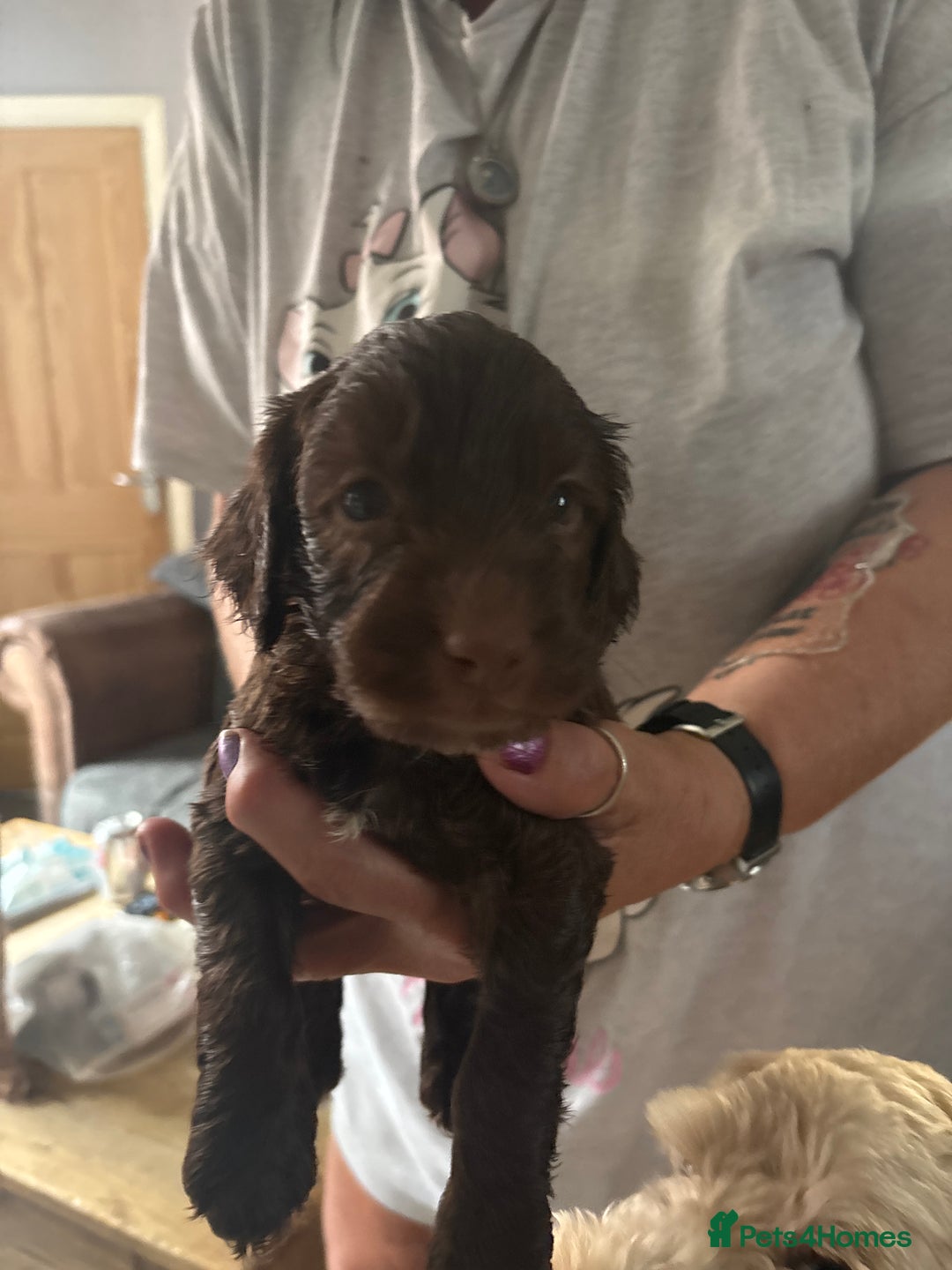 Cockapoo dogs for sale: Merle cockerpoo puppies for sale  - Image 24