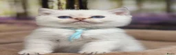 British Shorthair cats for sale: Adorable TICA British Shorthair kittens  - Advert 16