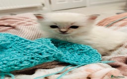 Ragdoll cats for sale: 5 beautiful and healthy Ragdoll kittens - Image 22