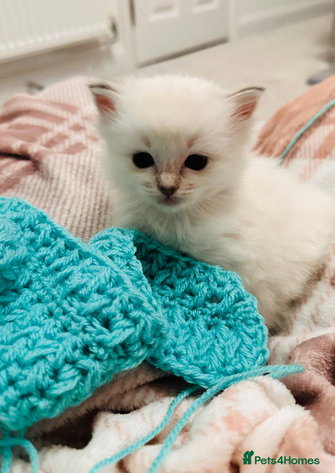 Ragdoll cats for sale: 5 beautiful and healthy Ragdoll kittens - Image 22