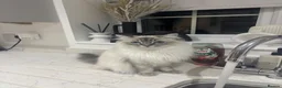 Ragdoll cats for sale: Stunning ragdoll kittens  - Advert 14