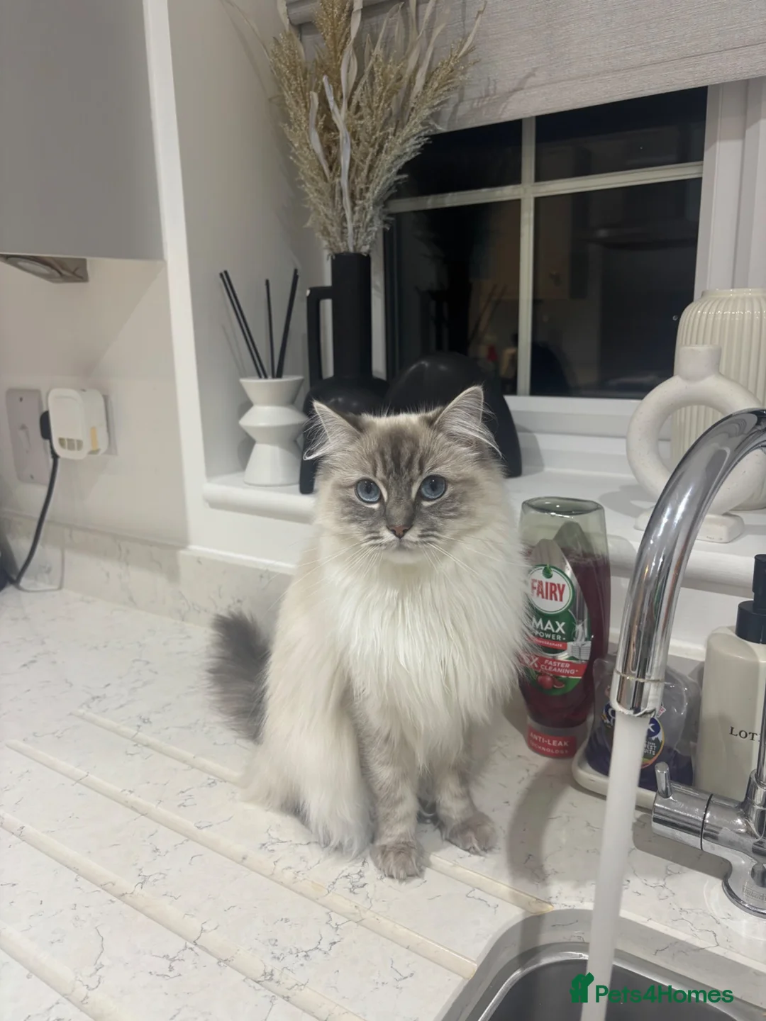 Ragdoll cats for sale: Stunning ragdoll kittens  - Advert 14