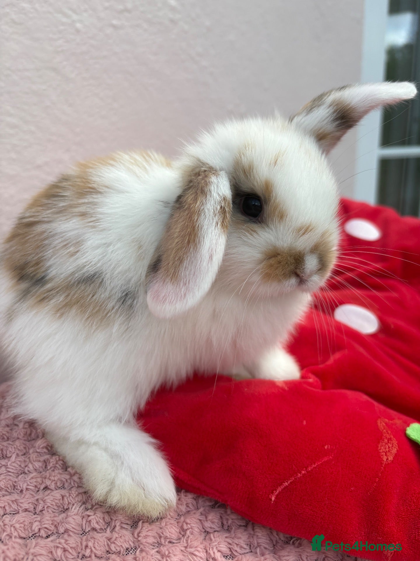 Mini Lop rabbits Mini lops-raised indoors-vaccinated  - Advert 2