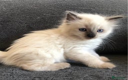 Ragdoll cats for sale: Meet theses beautiful Rag doll kittens today. - Advert 6