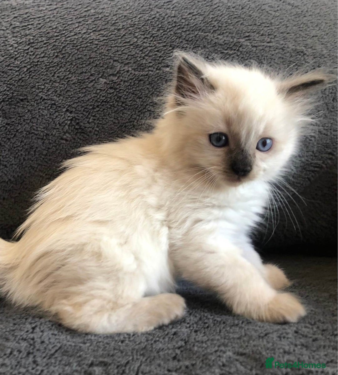 Ragdoll cats for sale: Meet theses beautiful Rag doll kittens today. - Advert 6