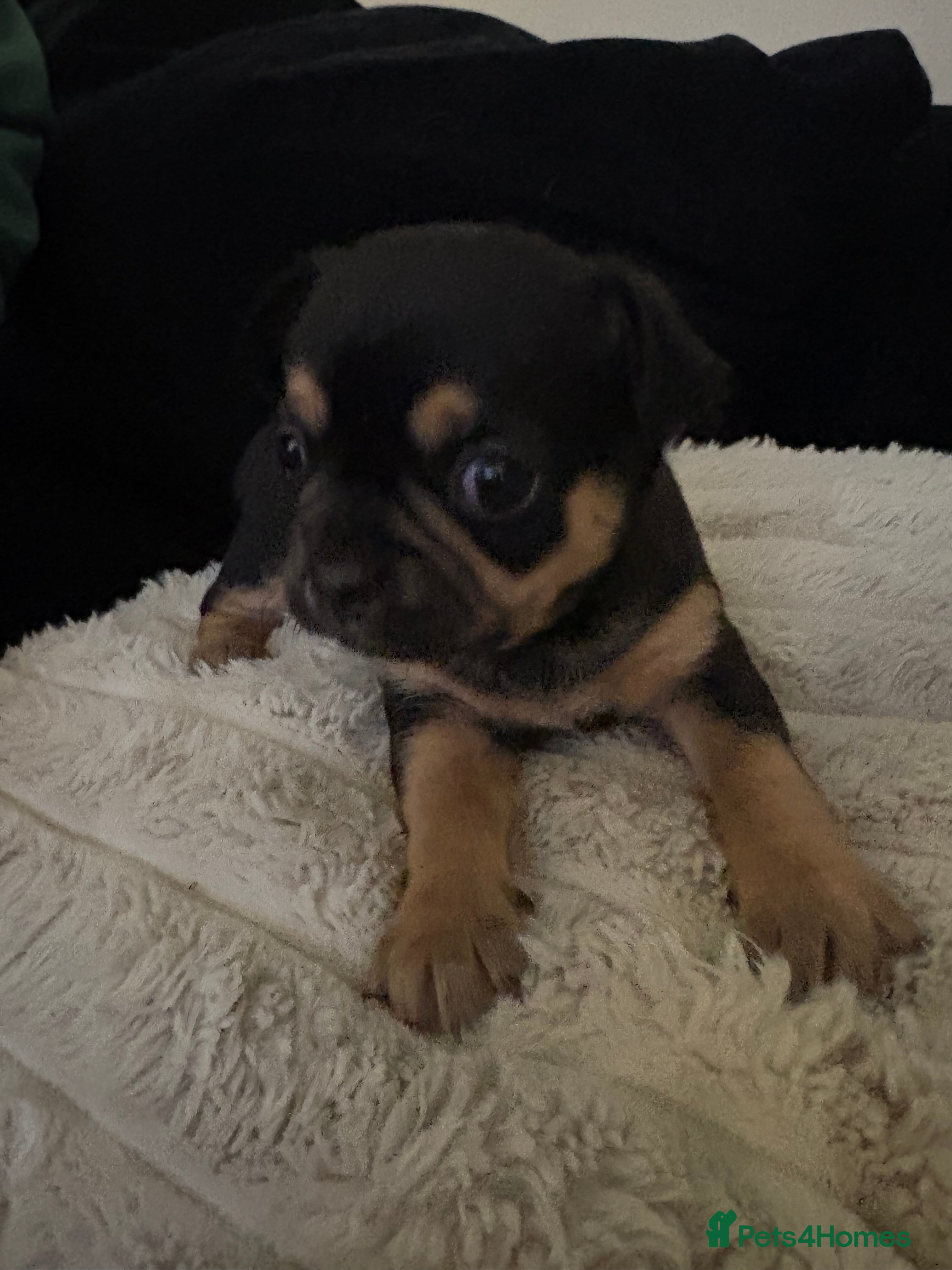 Chihuahua dogs Chihuahua Puppies - Advert 1