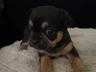 Chihuahua dogs Chihuahua Puppies - Advert 3