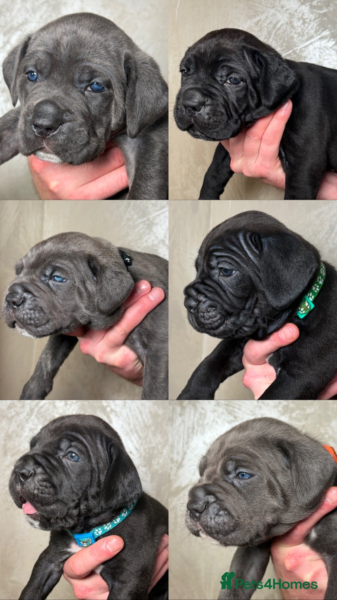 Cane Corso dogs for sale: EXCEPTIONAL CANE CORSO PUPPIES - Advert 2