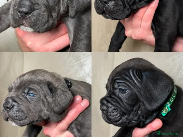 Cane Corso dogs for sale: EXCEPTIONAL CANE CORSO PUPPIES - Advert 2