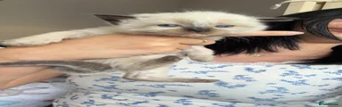 Seal point girl