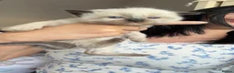 Ragdoll cats for sale: Beautiful Ragdoll type kittens HCM and PKD clear - Advert 12