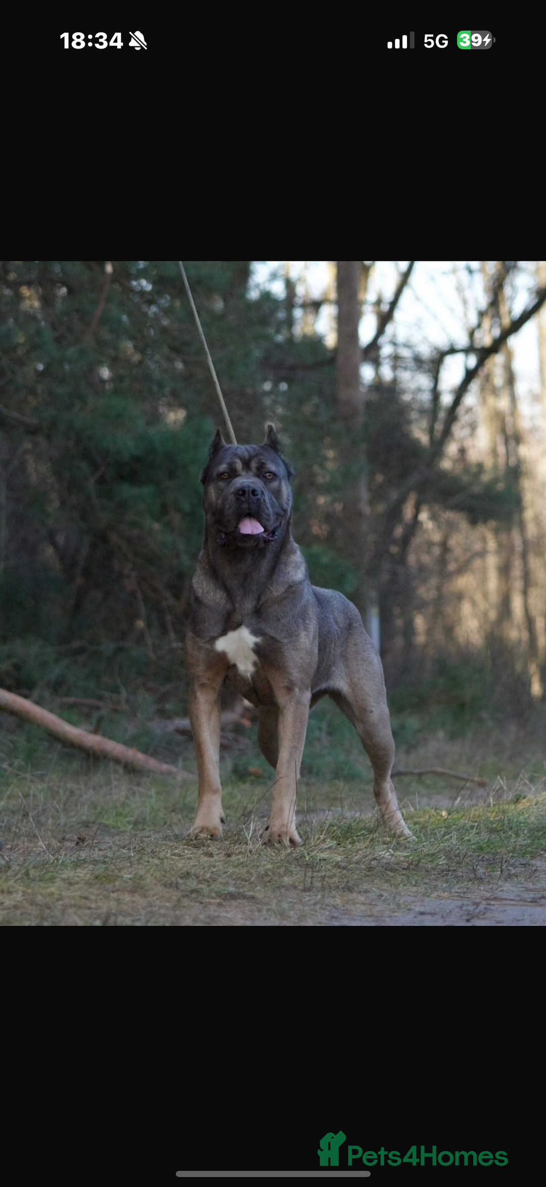 Cane Corso dogs for sale: 10 months old Male Cane Corso Import  - Advert 1