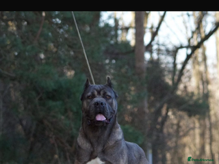 Cane Corso dogs 10 months old Male Cane Corso Import - Advert 1