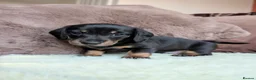 Miniature Dachshund dogs for sale: Miniature Dachshund Puppies - Advert 16