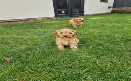 Cavapoochon dogs for sale: Light fox red Cavapoochon puppies - Image 3