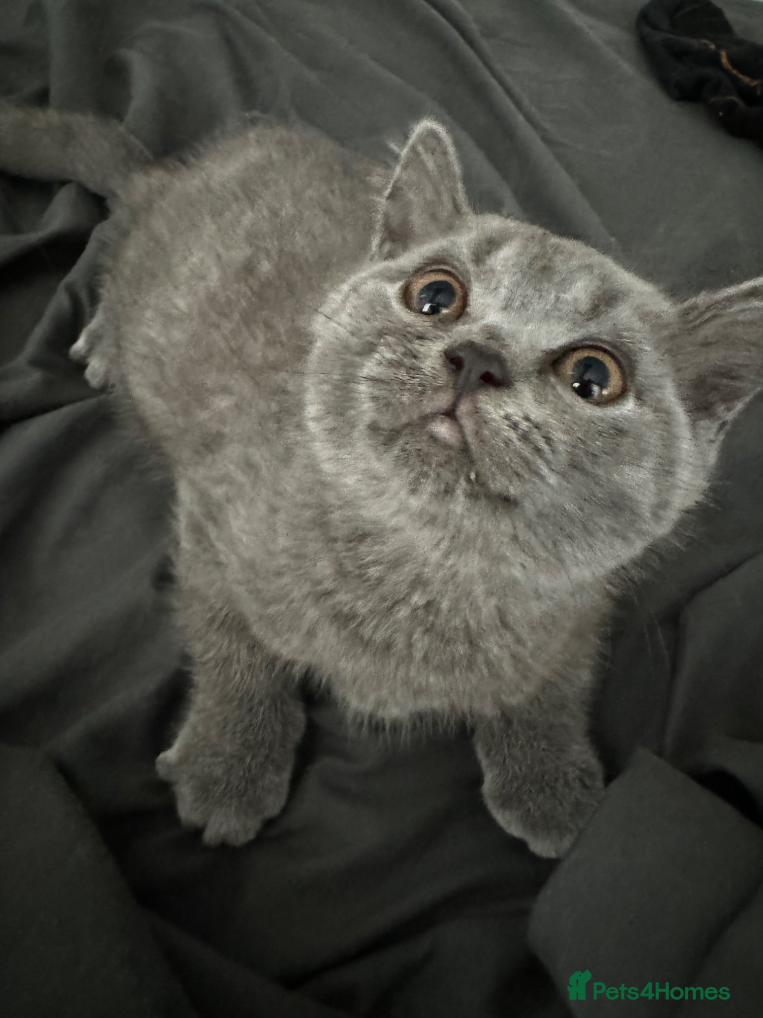 British Shorthair cats One blue BSH boy - Advert 1