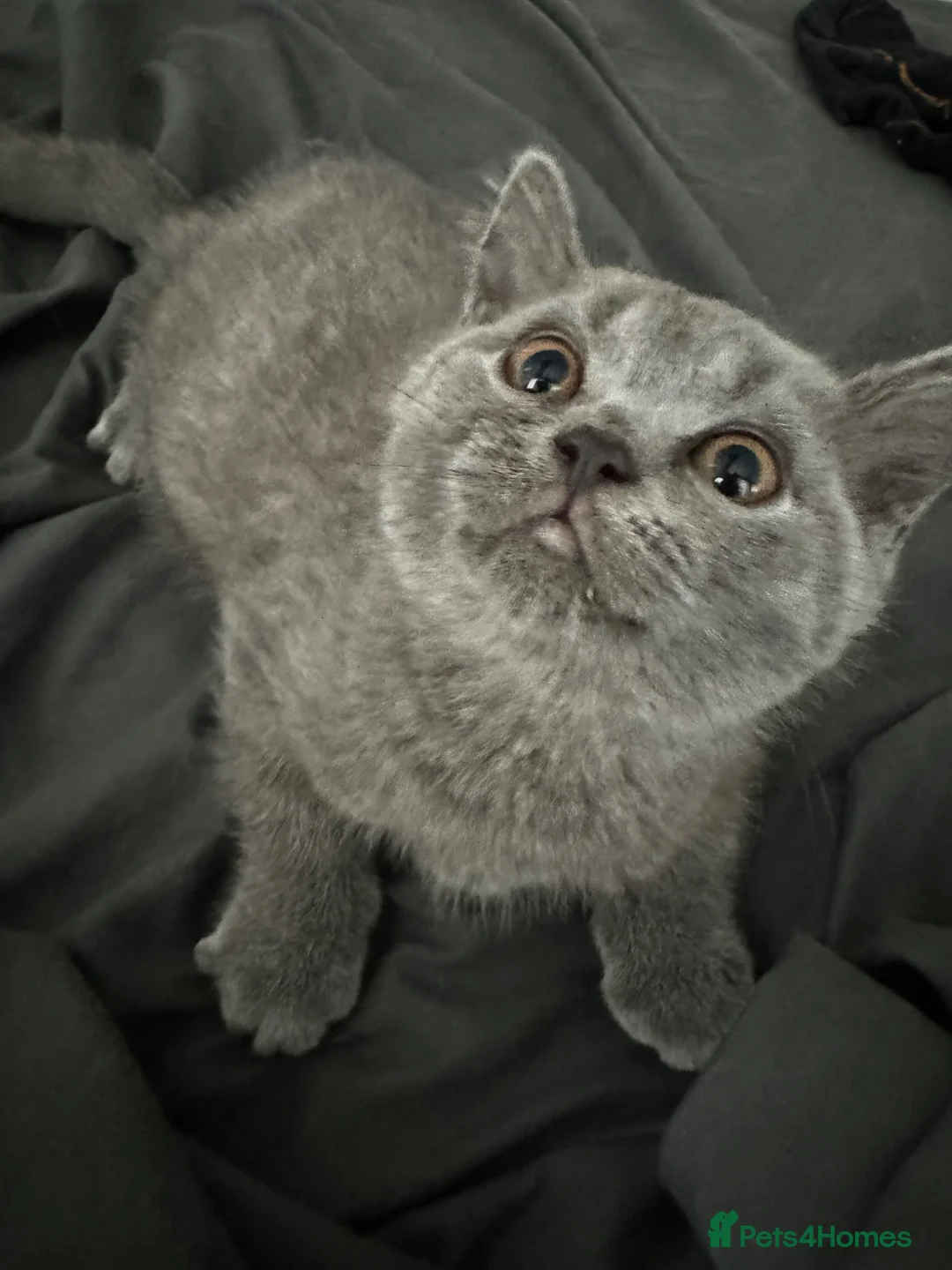 British Shorthair cats for sale: One blue BSH boy - Advert 1