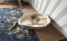 Whippet dogs for sale: Whippet Boy - Image 7