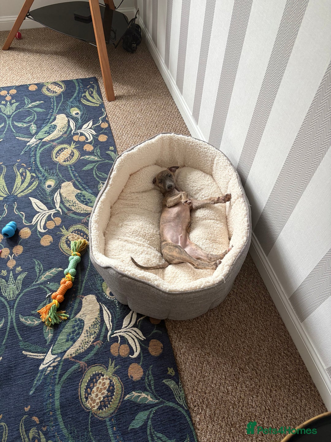 Whippet dogs for sale: Whippet Boy - Image 7