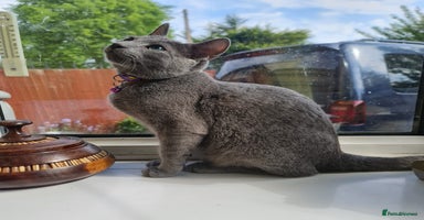 Russian Blue cats in Hayes - Advert 15