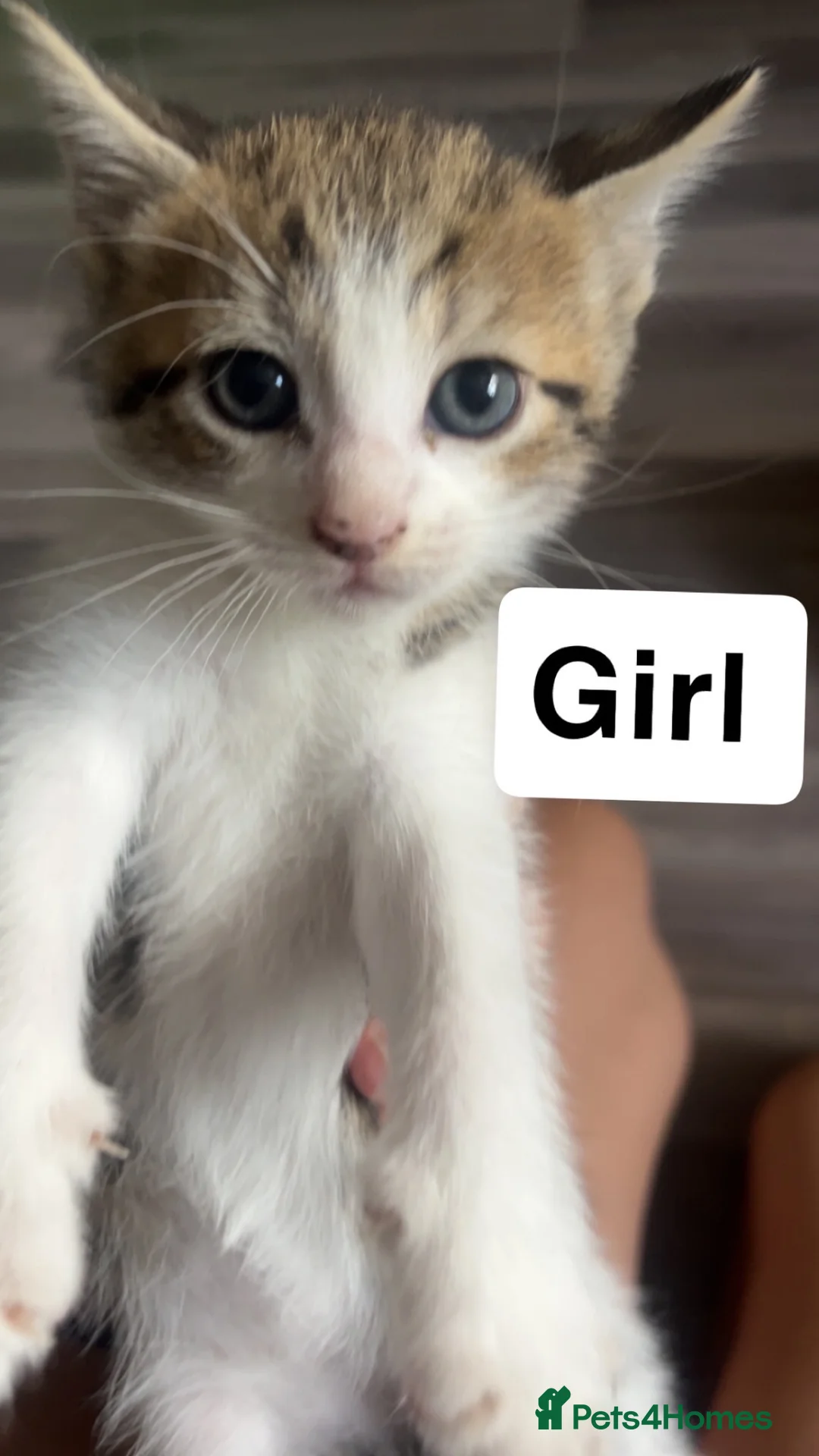 Mixed Breed cats for sale: 6 beautiful kittens for sale  - Advert 7