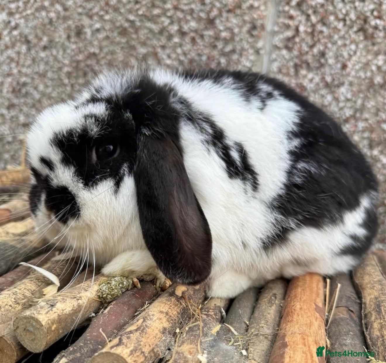 Mini Lop rabbits for sale: 2 proven brood does - Advert 3