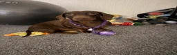 Miniature Dachshund dogs for stud: Chocolate Tan Miniature Dachund for Stud - Advert 6