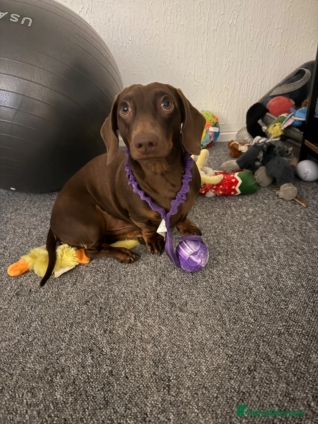 Miniature Dachshund dogs for stud: Chocolate Tan Miniature Dachund for Stud - Advert 6