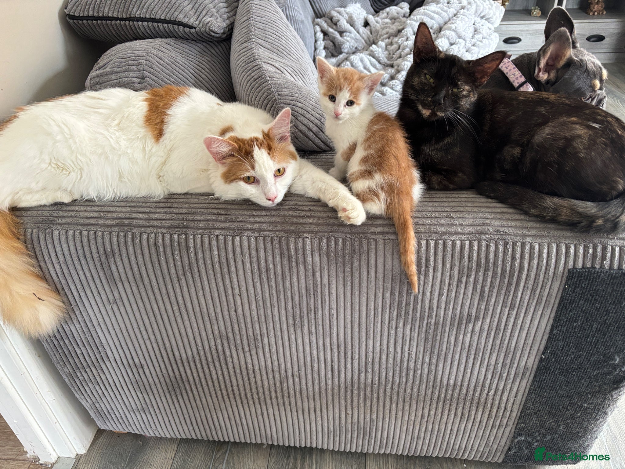 Mixed Breed cats for sale: Last 1 Stunning calico looking for forever home - Advert 12