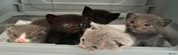 Ragdoll cats for sale: 1 Already reserved Fluffy Ragdoll Cross Kittens  - Advert 36