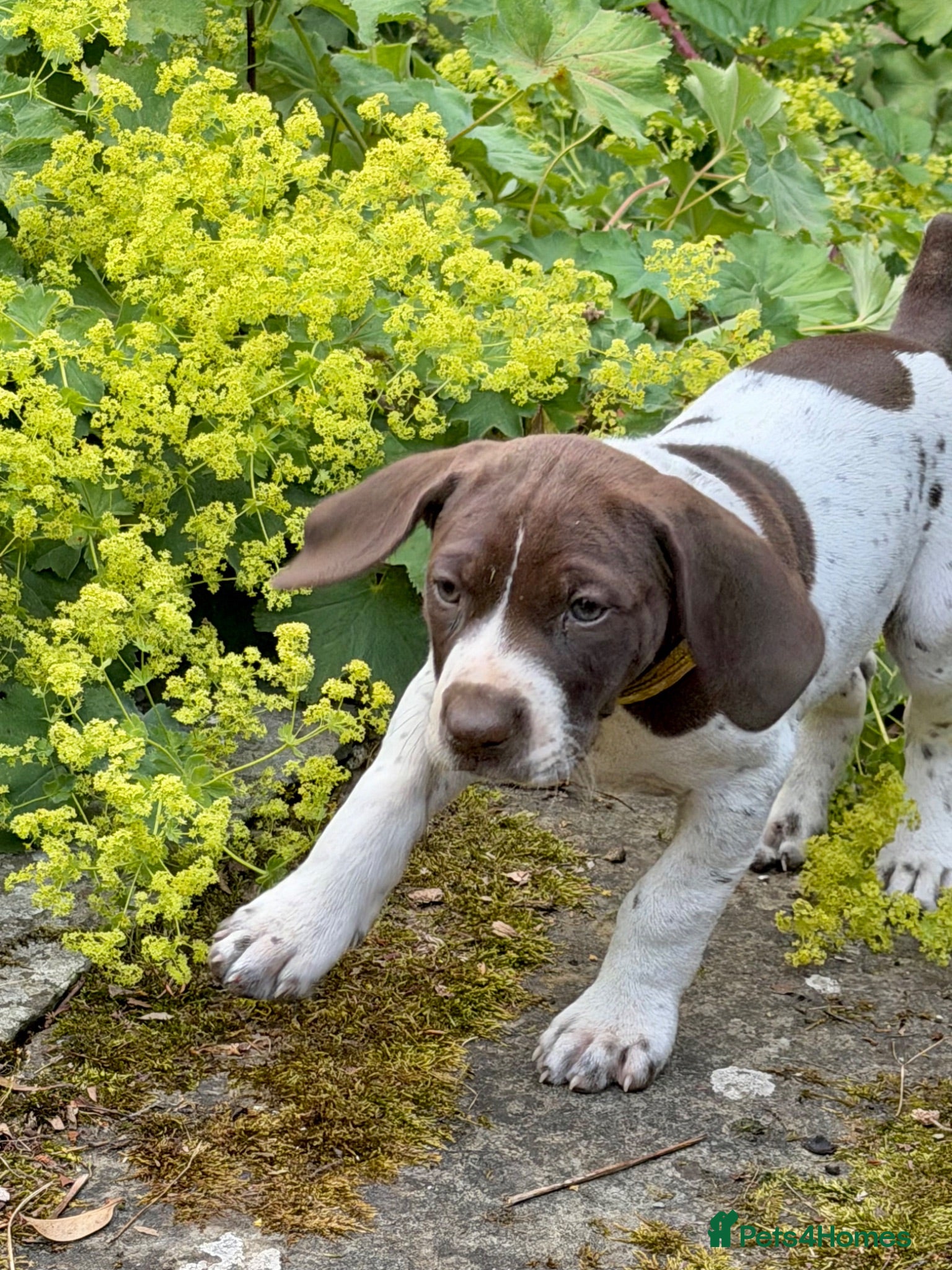 German Shorthaired Pointer dogs KC Registered German Shorthaired Pointer Puppies - Advert 1