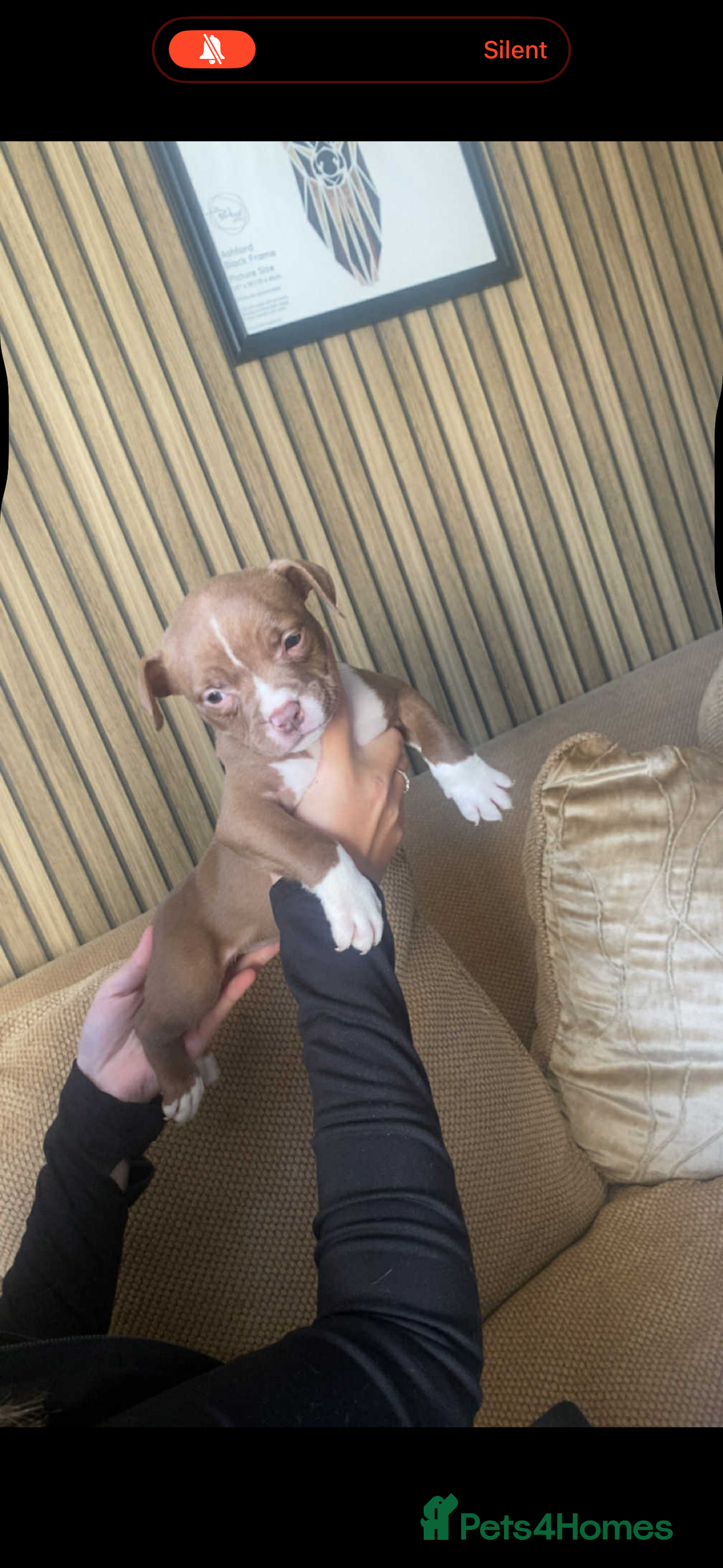 American Bully dogs for sale: 6 stunning American bully’s for sale  - Image 5
