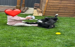 Mixed Breed dogs for sale: Sprocker spaniel cross female - Advert 7