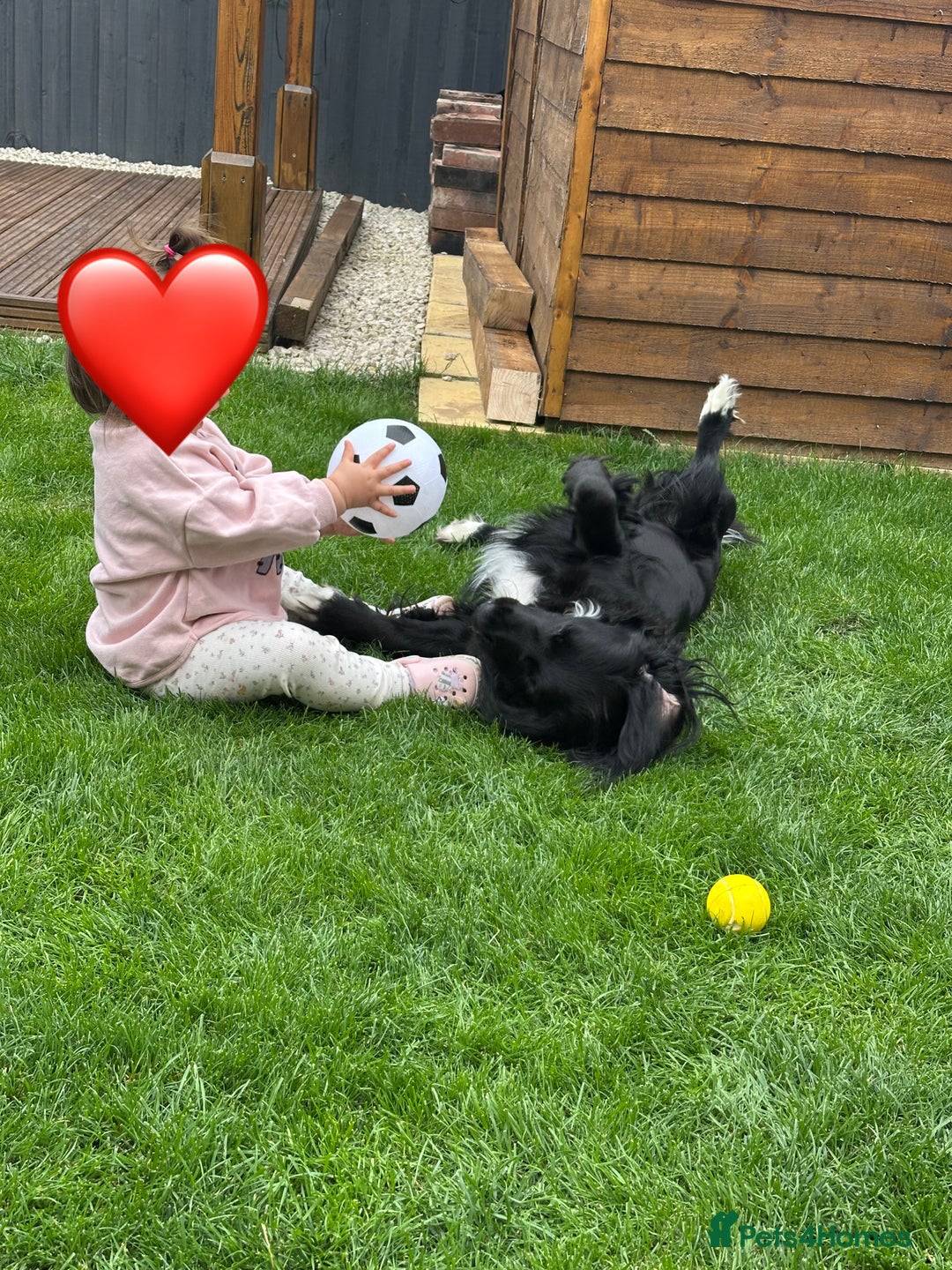 Mixed Breed dogs for sale: Sprocker spaniel cross female - Advert 7