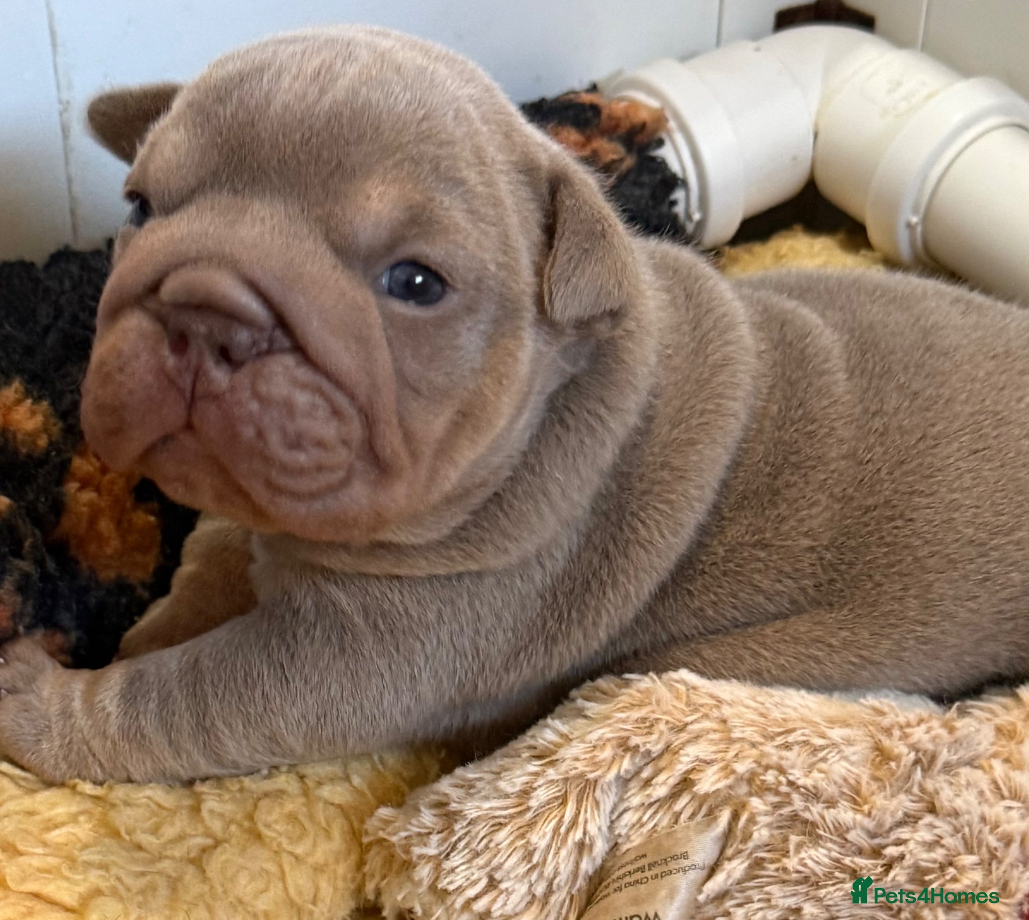 English Bulldog dogs Beautiful Female lilac and tan Bulldog  - Advert 1