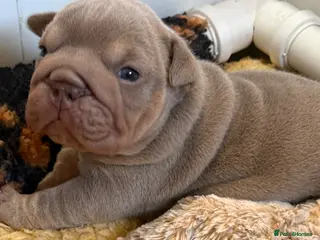 English Bulldog dogs Beautiful Female lilac and tan Bulldog - Advert 1