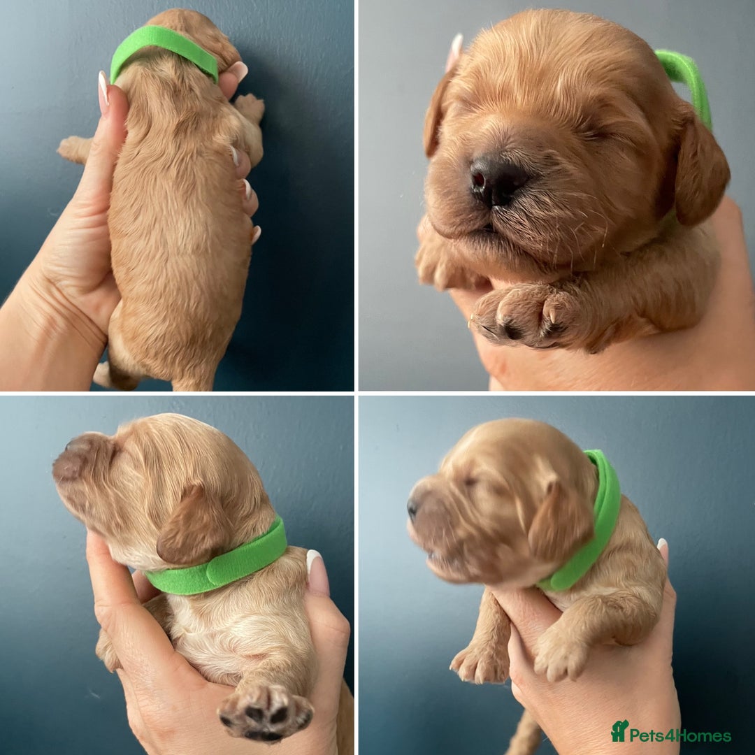 Cockapoo dogs for sale: Third Gen Cockapoos  - Image 9